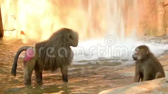 动物园里有瀑布背景的哈马德里亚斯狒狒家族视频的预览图