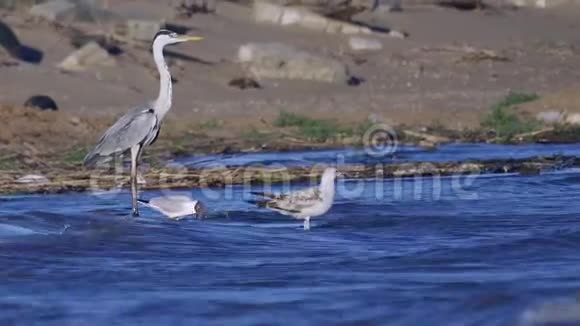 灰鹭鸟站在浅水中在成功地捕猎鱼类后休息海浪在沙滩上翻滚视频的预览图