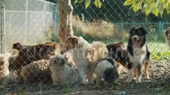 栅栏外的一群狗收容所或动物托儿所的狗视频的预览图