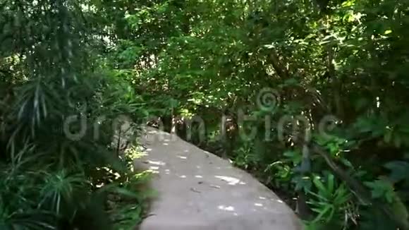 小径蜿蜒穿过郁郁葱葱的花园环境视频的预览图
