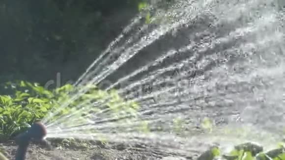 积极浇灌花园水流水花绿地花园花园种植地视频的预览图