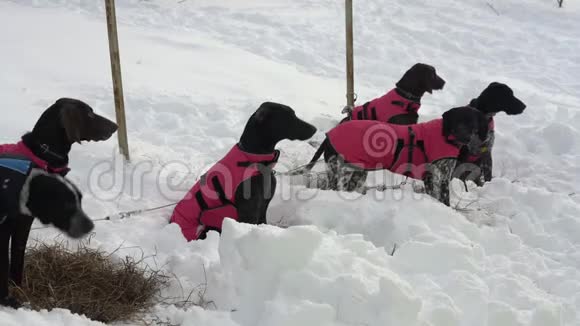 在冬季滑雪比赛前欧洲猎犬或欧洲犬在温暖的背心中繁殖视频的预览图