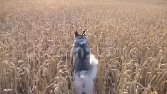 日落时分西伯利亚哈士奇狗在草地上快速穿过金色小穗小动物慢跑视频的预览图