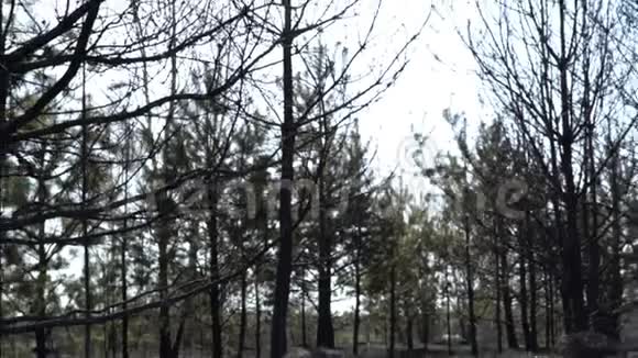 野火烧死后的森林和田野黑土地灰烬烟雾危险的干旱天气生态灾难视频的预览图