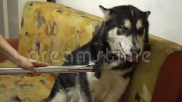 为阿拉斯加的马拉美犬使用吸尘器的女人视频的预览图