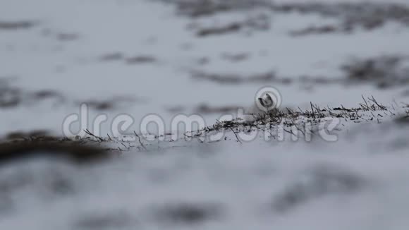 山野兔胆小的莱珀斯在冬天的雪雾里在凯恩斯国家公园里打扫吃跑视频的预览图