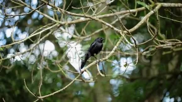 树枝上的黑鸟视频的预览图