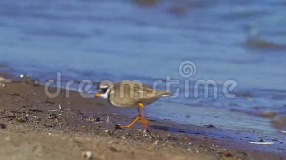 一只常见的环鸟它沿着靠近水的沙质海岸行走视频的预览图