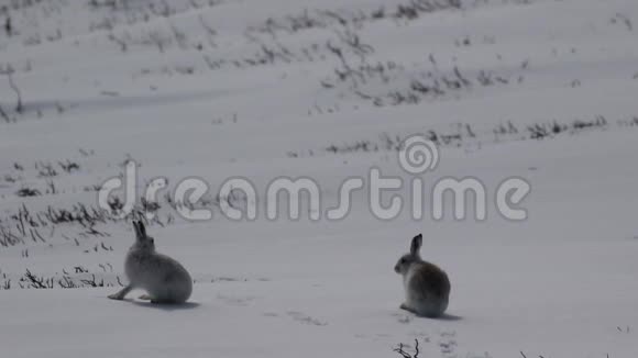 山野兔胆小的莱珀斯在冬天的雪雾里在凯恩斯国家公园里打扫吃跑视频的预览图