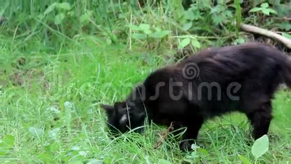 黑色流浪猫视频的预览图