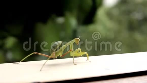 昆虫祈祷螳螂视频的预览图