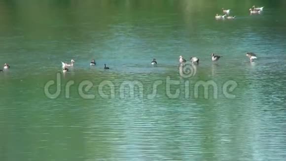 水上的生命鹅和在湖边视频的预览图