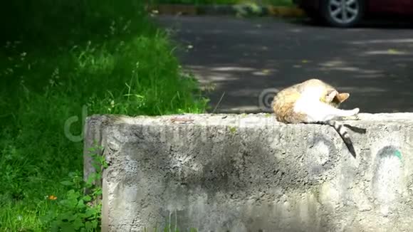 猫舔爪子躺在阳光下视频的预览图