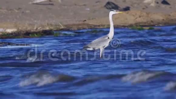 灰鹭鸟站在浅水中在成功地捕猎鱼类后休息海浪在沙滩上翻滚视频的预览图