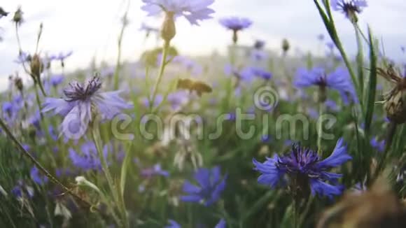 美丽的蓝草草地野花在夏日夕阳下的田野里被一只忙碌的蜜蜂授粉视频的预览图