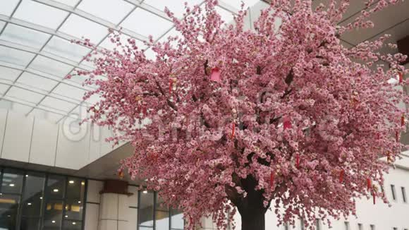 商务中心前的樱花或樱花树视频的预览图