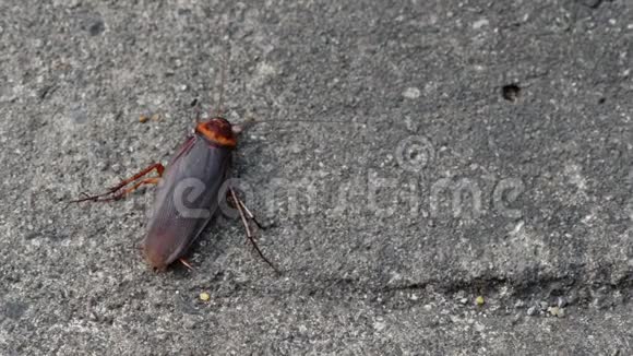 蟑螂在路上的动物生活视频的预览图