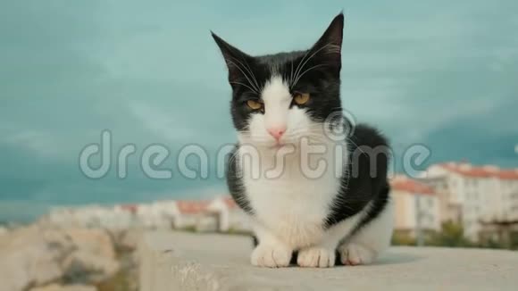 无家可归的黑白猫躺着看着镜头视频的预览图
