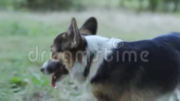 可爱的三色威尔士科尔吉彭布罗克狗在户外草地上散步视频的预览图