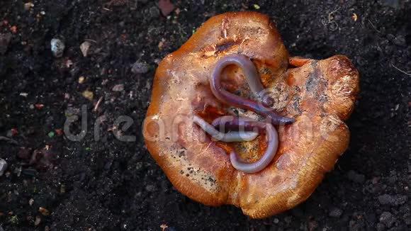 蘑菇季秋虫九月高清镜头视频的预览图