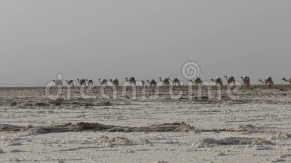 埃塞俄比亚达纳基尔沙漠非洲携带盐的骆驼商队视频的预览图