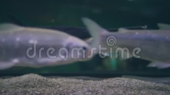 在水族馆里有异国情调的鱼在水下游泳海洋鱼类视频的预览图