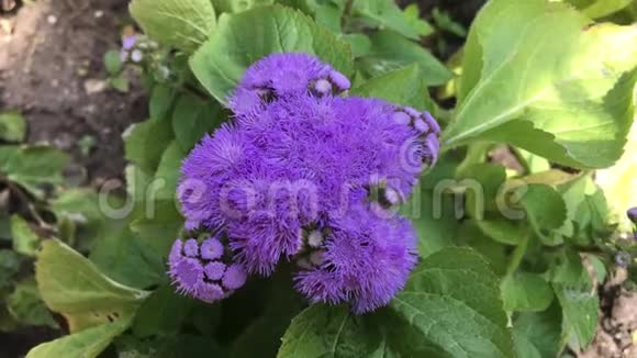 蓝色紫色的花近景视频的预览图