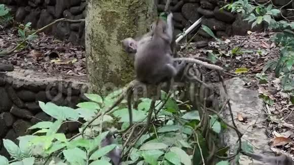 巴厘岛热带雨林中的成年动物和小猿视频的预览图