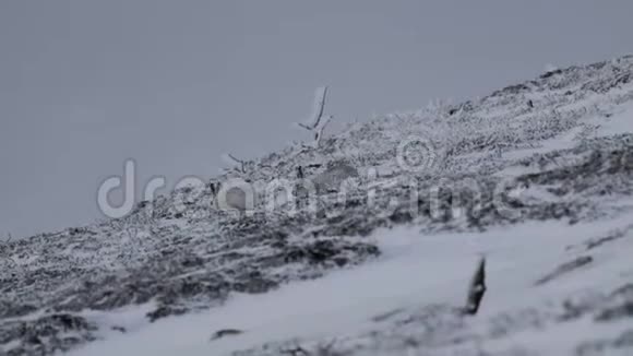 山野兔莱珀斯胆小坐在阳光明媚的一天里在冬天的雪中奔跑在凯恩斯国家公园s视频的预览图