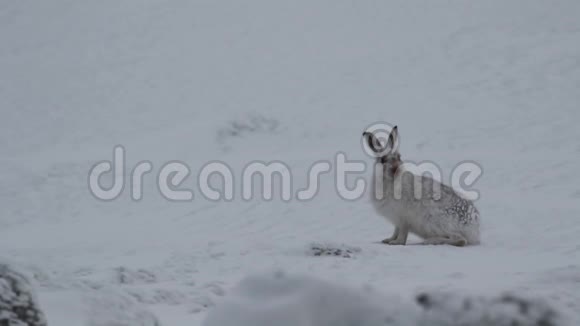 山野兔莱珀斯胆小坐在阳光明媚的一天里在冬天的雪中奔跑在凯恩斯国家公园s视频的预览图