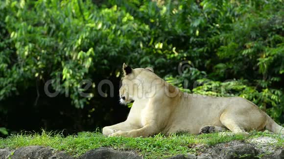 一只坐着的母狮躺在动物园里视频的预览图
