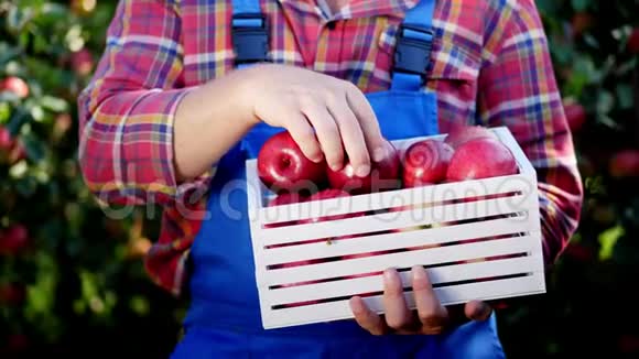 雄性手拿着一个木箱里面放着刚收获的成熟有机苹果放在阳光下放在果园的农场上视频的预览图