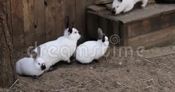 兔子在农场地上奔跑视频的预览图