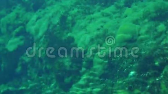 在蓝色湖泊的大石头上生长的水下苔藓视频的预览图