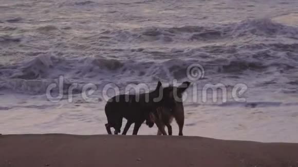 黄昏时分两只狗正在海边沙滩上玩耍视频的预览图