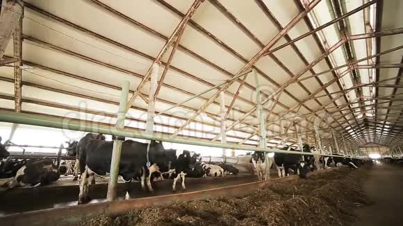 现代奶牛场牛棚里有动物视频的预览图