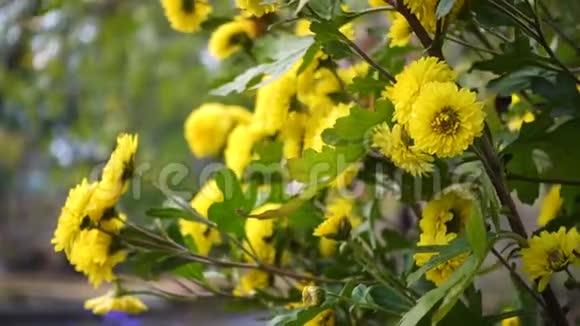 黄色的菊花视频的预览图