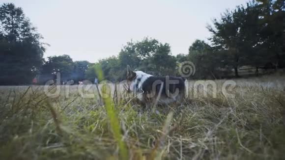 可爱的三色威尔士考吉彭布罗克狗在户外草地上散步视频的预览图