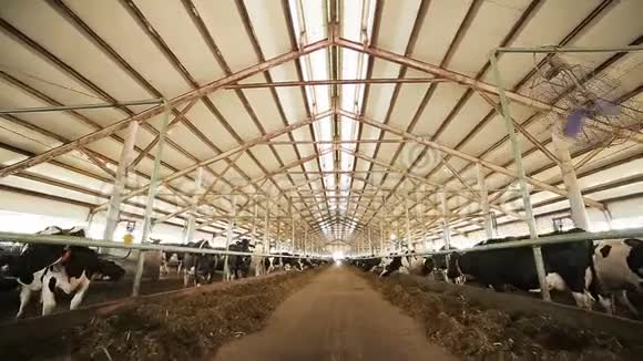 肥牛站在牲畜场的畜栏上视频的预览图