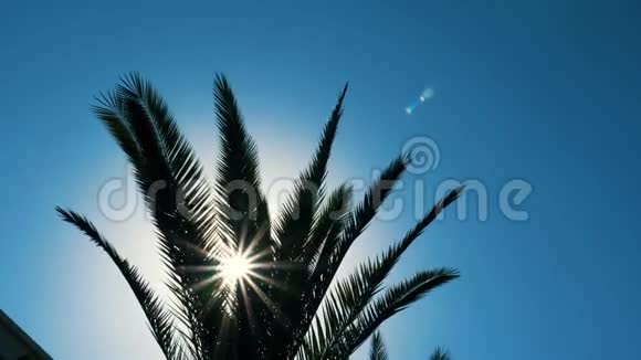 阳光透过绿色的枝叶闪烁棕榈树在风中摇曳视频的预览图