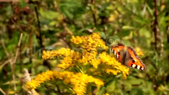 蝴蝶坐在一朵花上视频的预览图