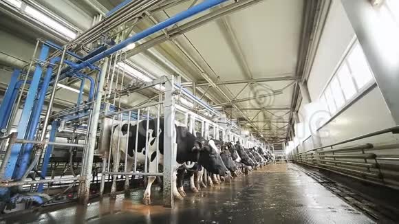 奶牛站在奶牛场挤奶机前排队视频的预览图