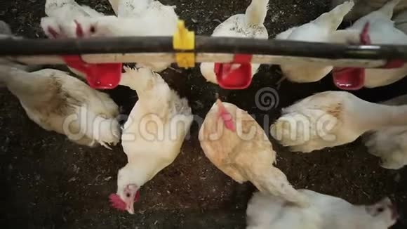 上白母鸡从农场的红碗里喝水视频的预览图
