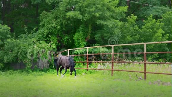 黑马跑起来沿着围场的铁栅栏赛马视频的预览图