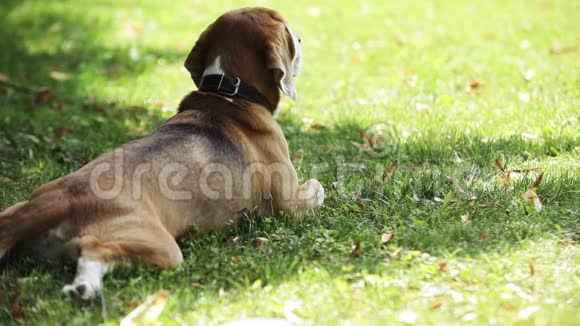 在炎热的天气里可爱的小猎犬躺在树影里的草地上视频的预览图