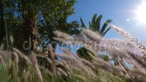 绿色的草在背景的棕榈树和晴天的蓝天上迎风招展视频的预览图