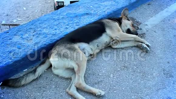 狗睡在马路和蓝色人行道上视频的预览图