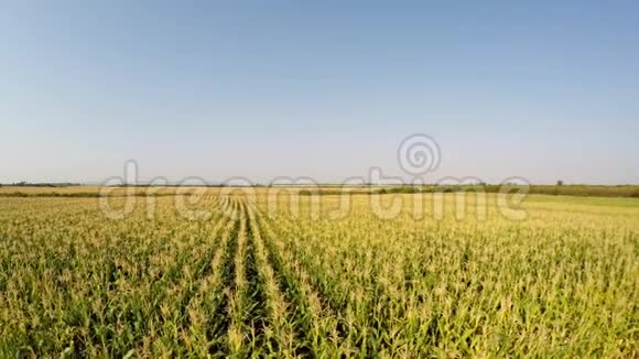 玉米作物的空中景观慢慢下降到田野的侧面记录在4k视频的预览图