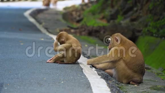 猴子坐在热带雨林的道路上这是亚洲国家公园视频的预览图