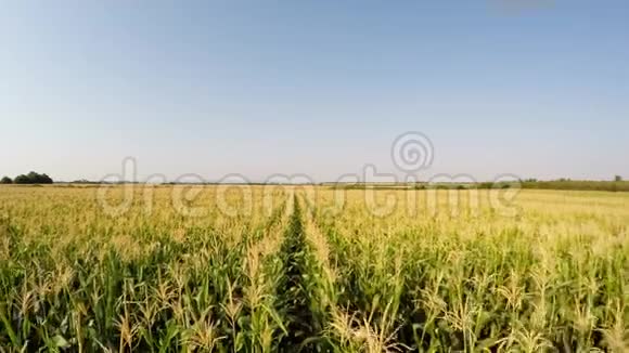 玉米作物的空中景观在玉米线之间缓慢前进前景记录在4k视频的预览图